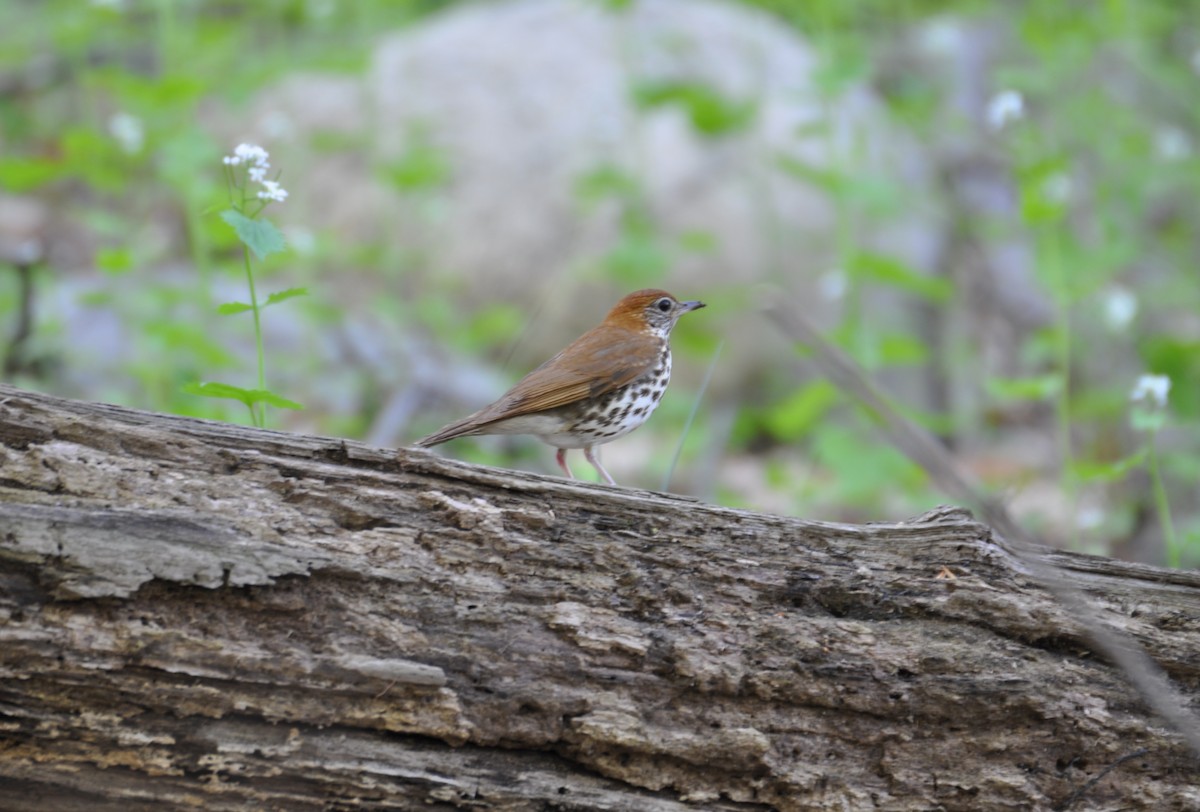 Wood Thrush - ML457864251