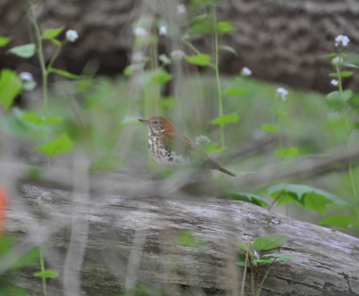 Wood Thrush - ML457864871