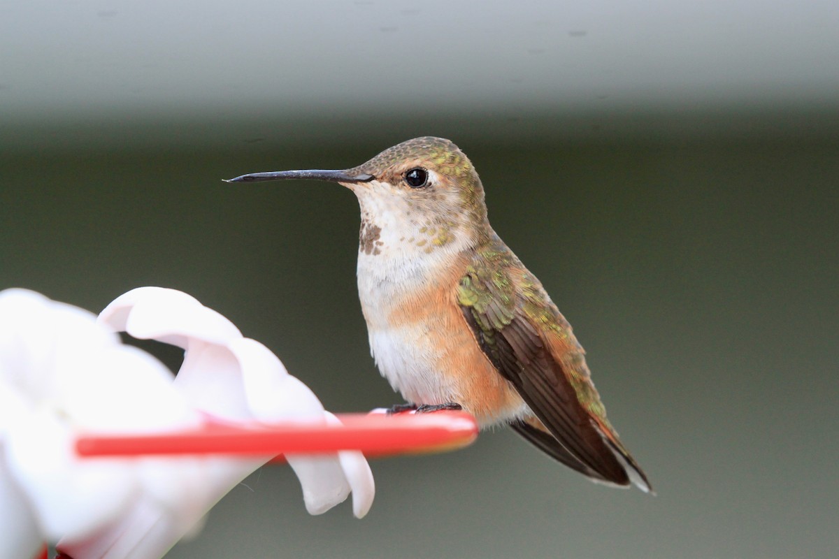 Rufous Hummingbird - ML457864951