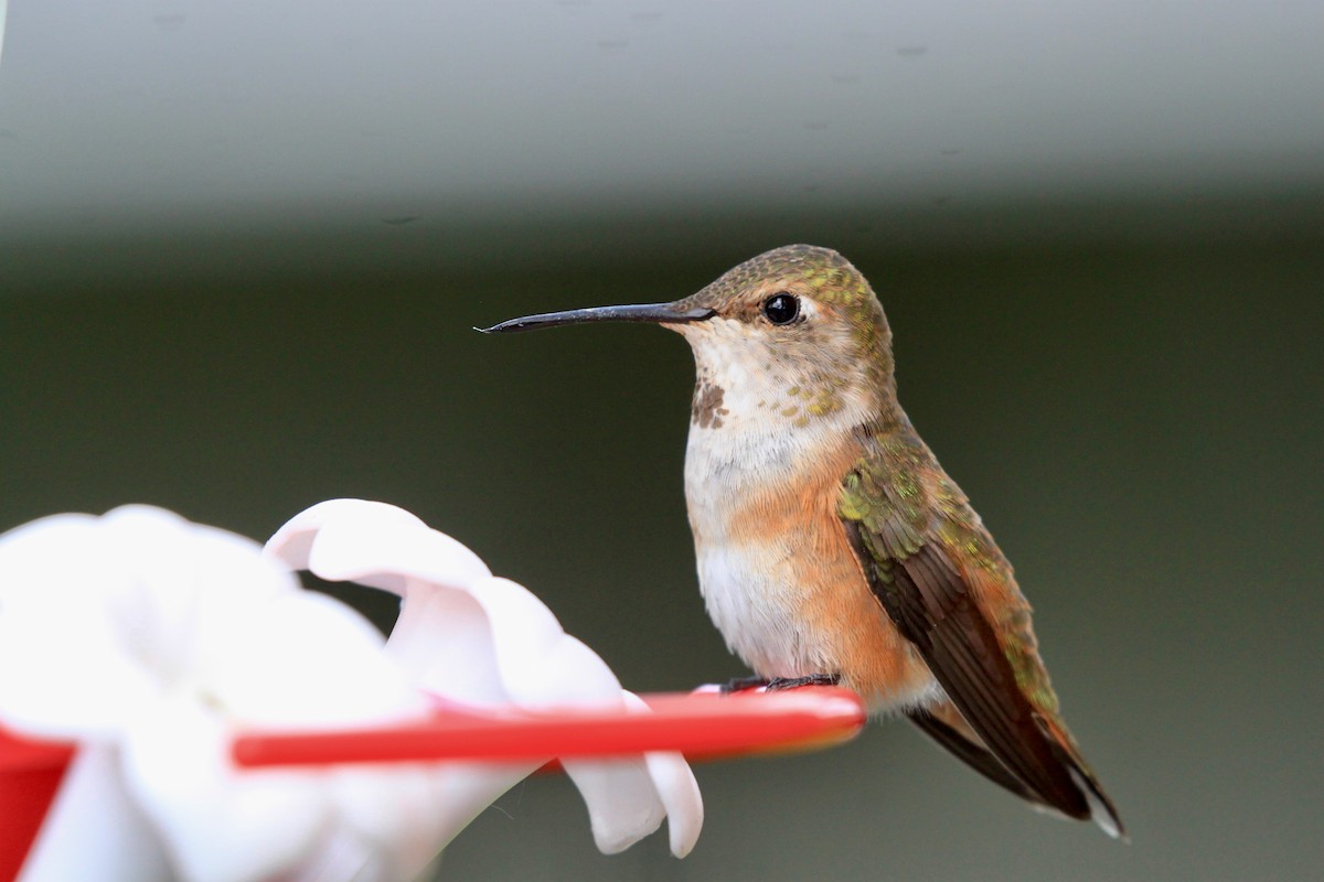 Rufous Hummingbird - ML457864961