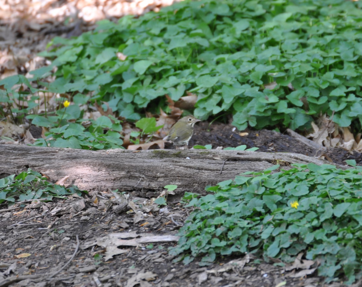 Ovenbird - ML457865441