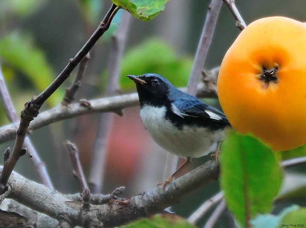 Black-throated Blue Warbler - ML45786551