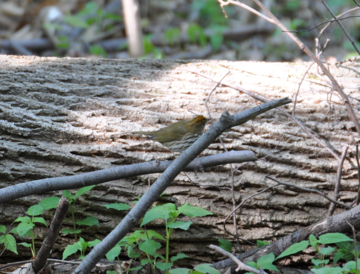 Ovenbird - ML457865661