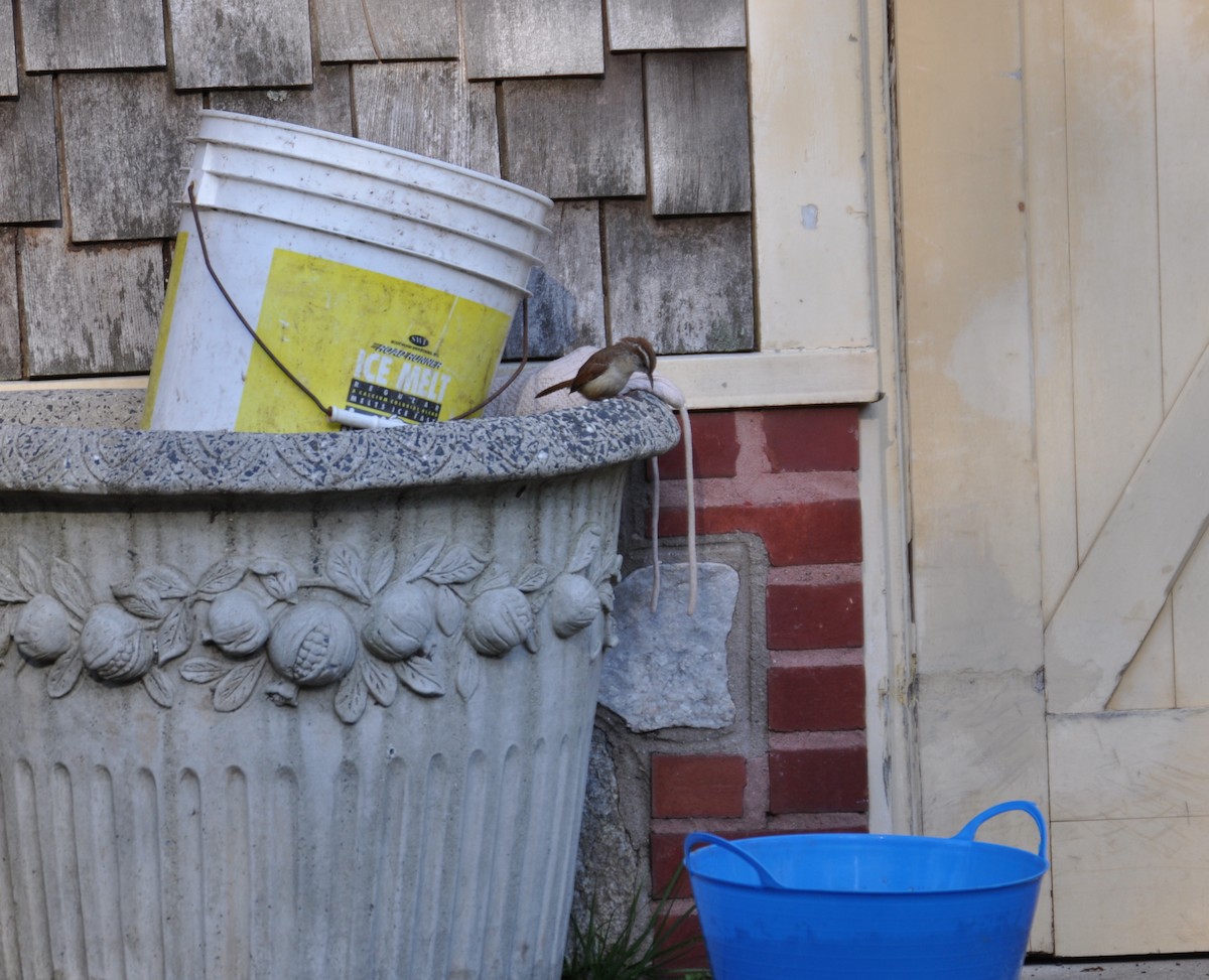 Carolina Wren - ML457866871