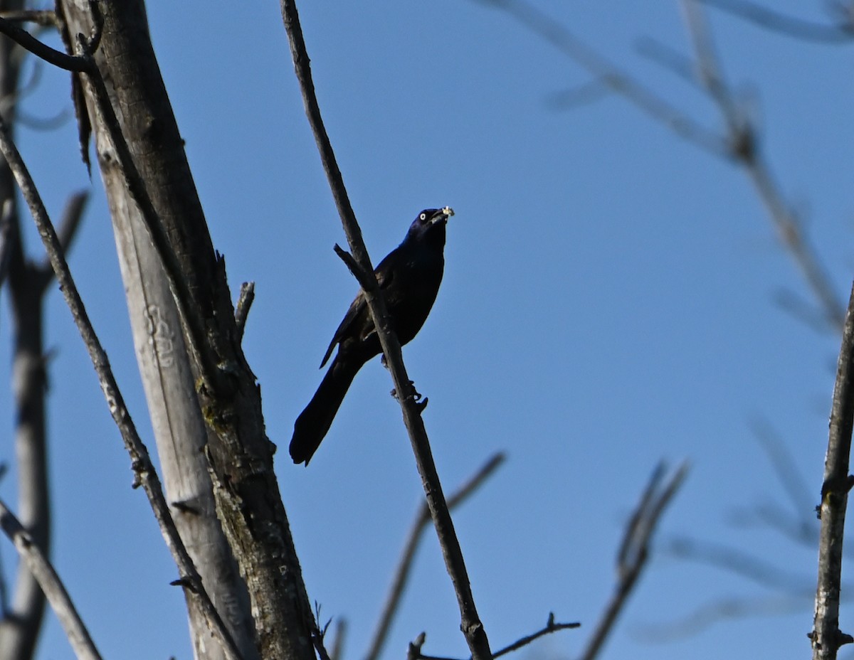 Common Grackle - ML457867571