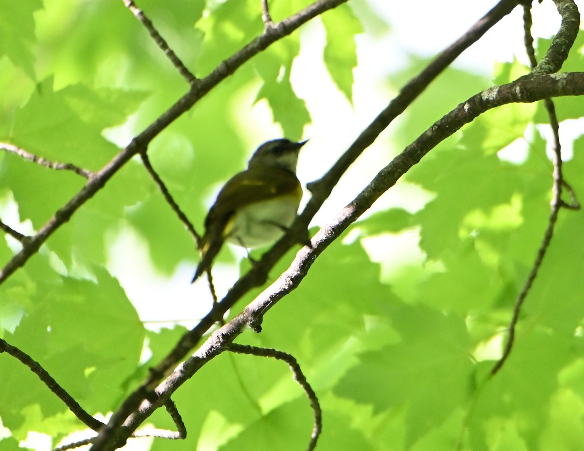 American Redstart - ML457867631