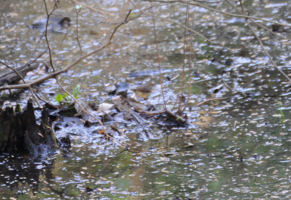 Northern Waterthrush - ML457867681