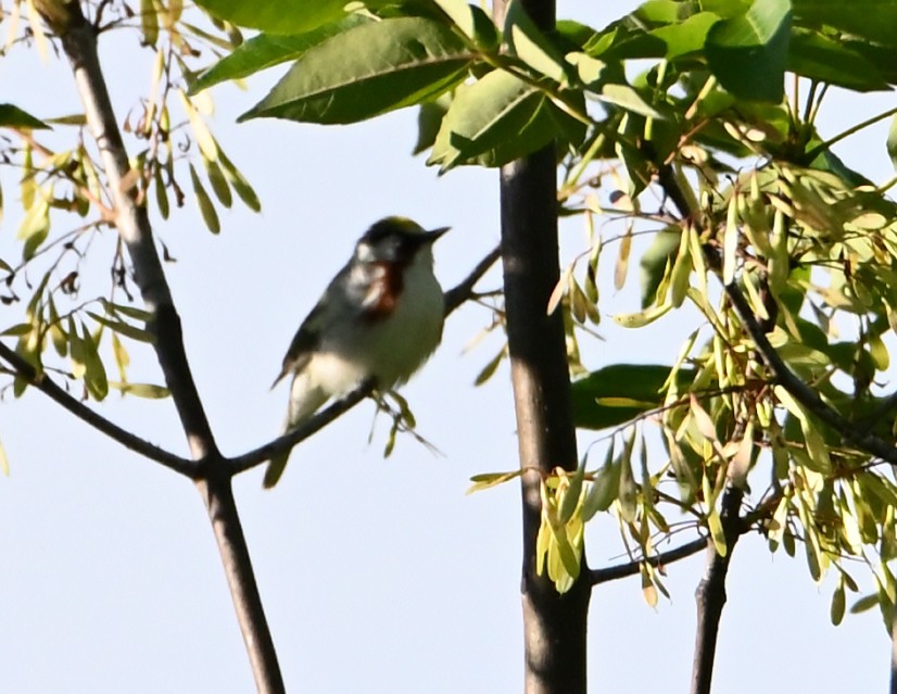 Chestnut-sided Warbler - ML457867881