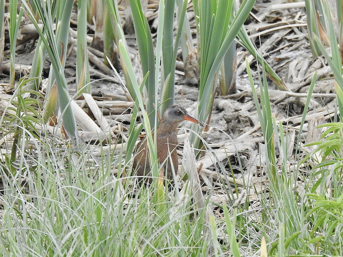 Virginia Rail - ML457867981