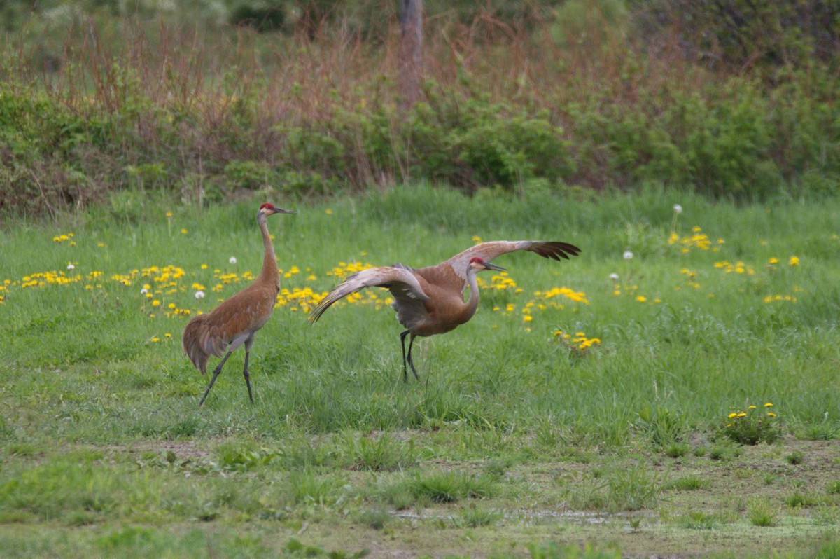 Sandhill Crane - Leslie Correia