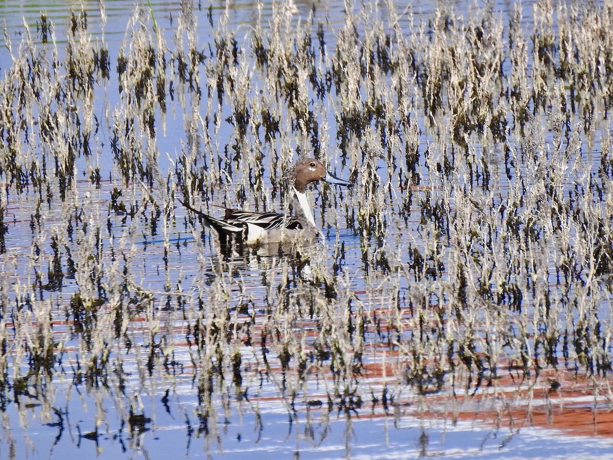 Northern Pintail - Sharlane Toole