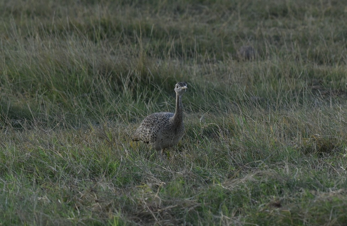 Sisón Ventrinegro de Hartlaub - ML457869391