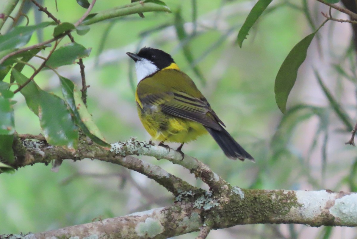 Golden Whistler - Sue Beatty