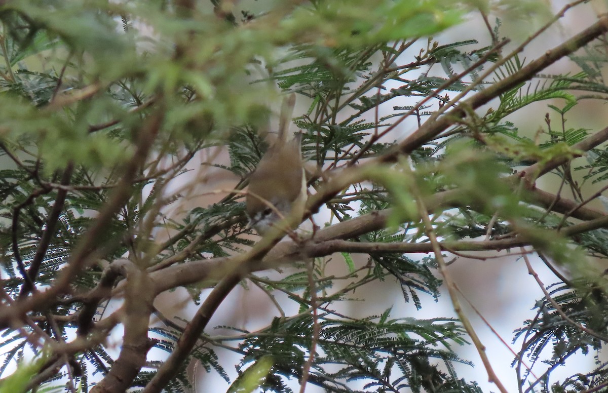 Brown Gerygone - ML457869931