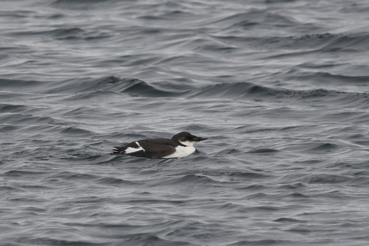 Thick-billed Murre - ML457870311