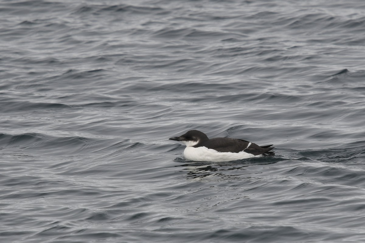 Thick-billed Murre - ML457870321