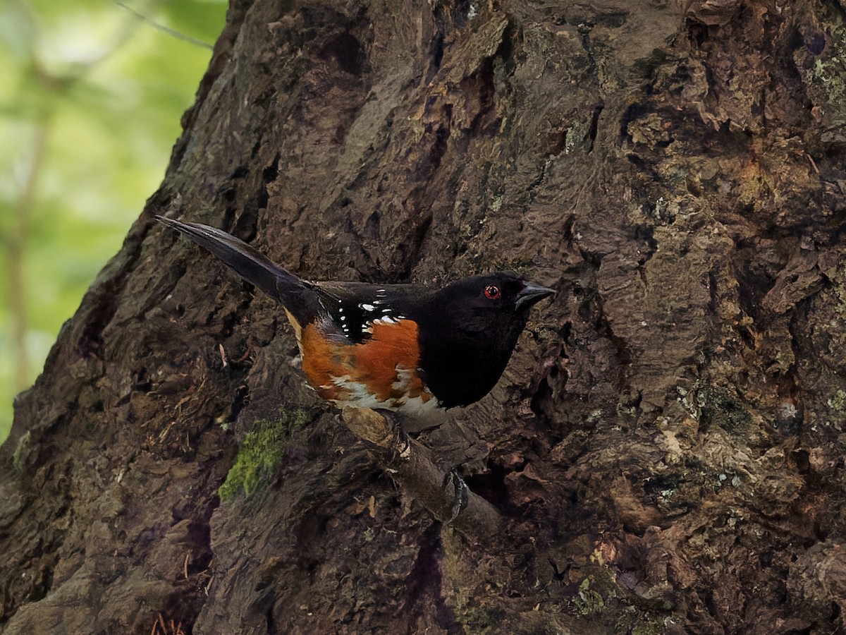 Spotted Towhee - ML457871551