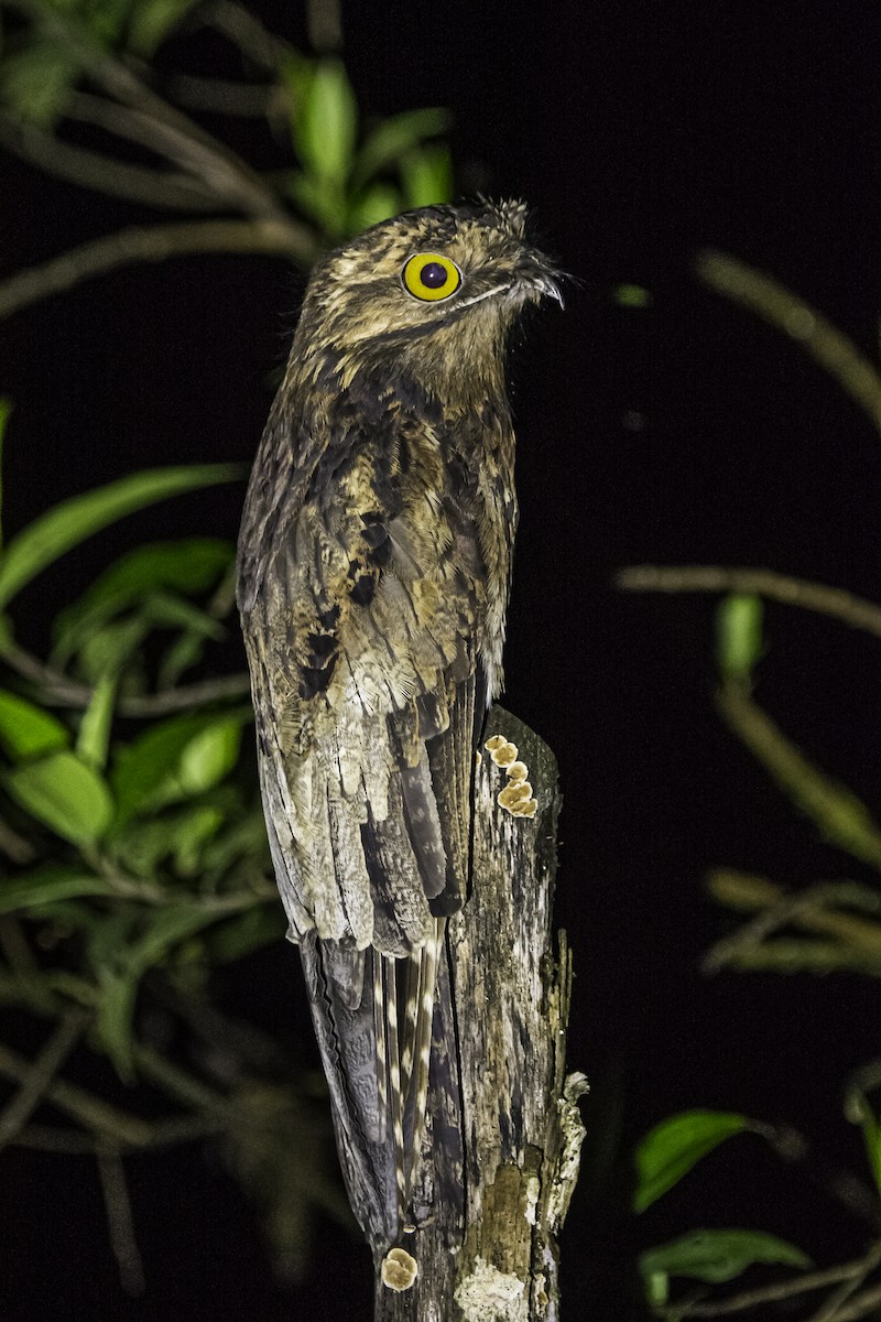 Common Potoo - ML457872091