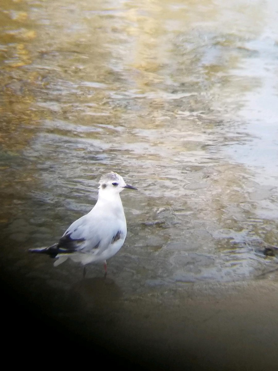 Little Gull - ML457872341