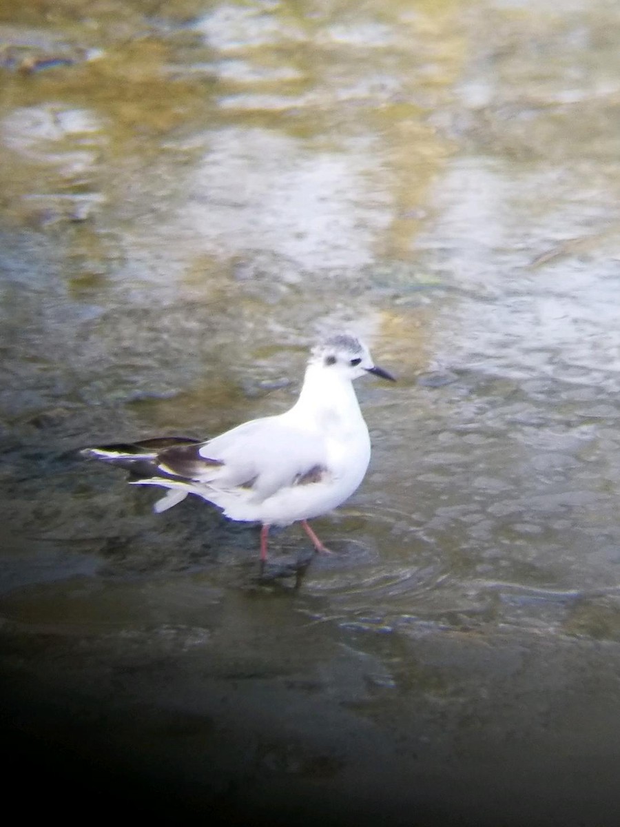 Little Gull - ML457872361