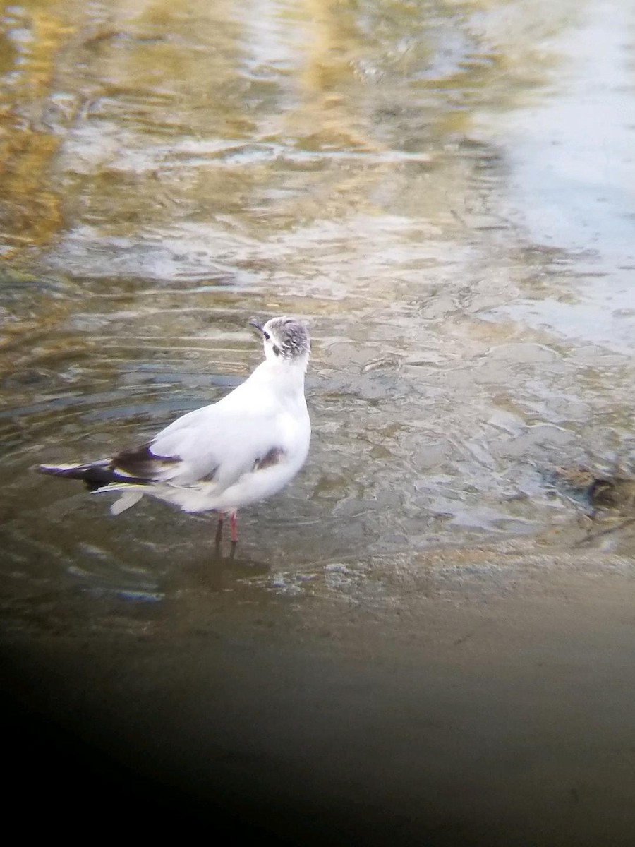 Gaviota Enana - ML457872371