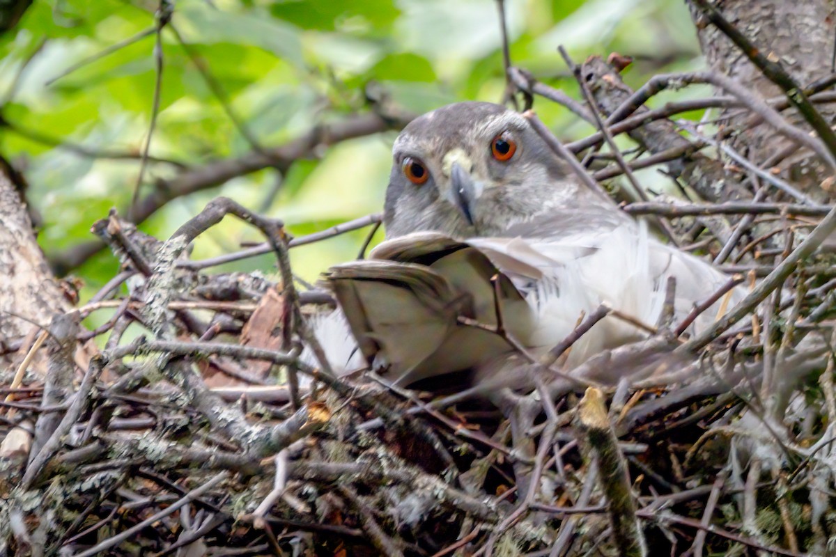 American Goshawk - ML457872441