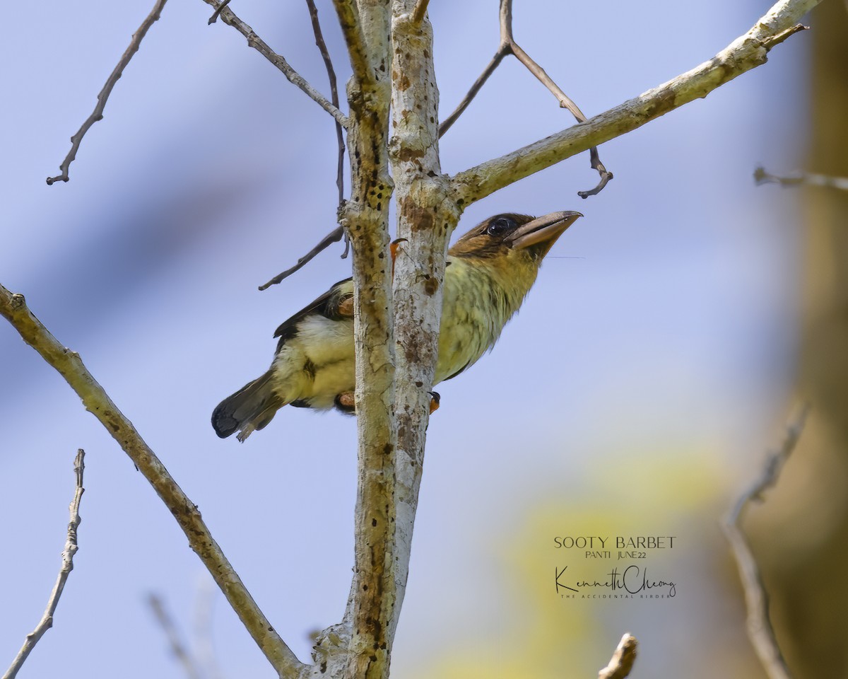 Sooty Barbet - ML457872551