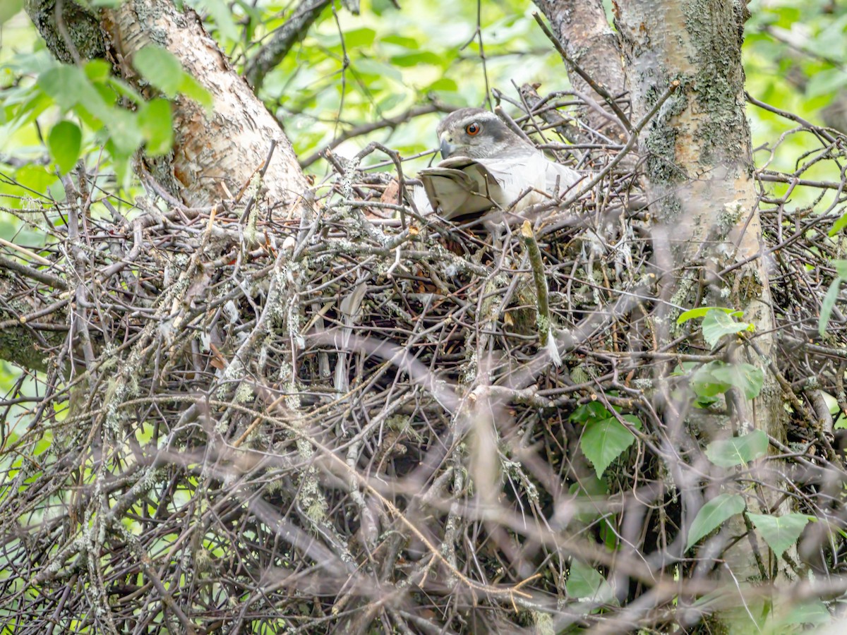 American Goshawk - ML457872831