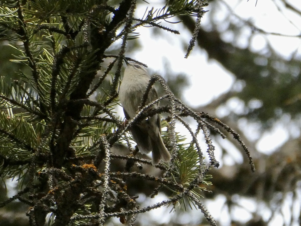 Golden-crowned Kinglet - ML457873121