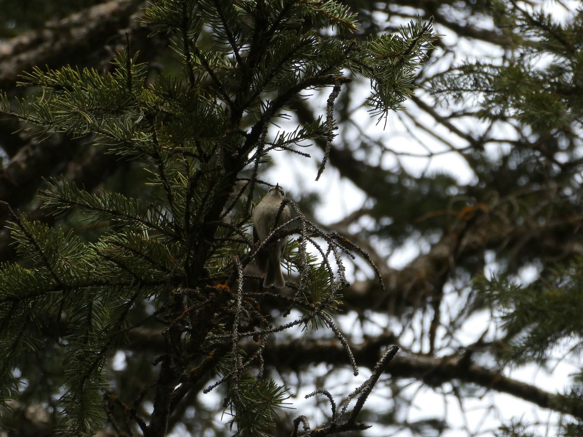 Golden-crowned Kinglet - ML457873151