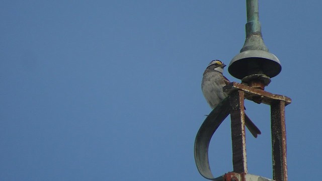 White-throated Sparrow - ML457874051