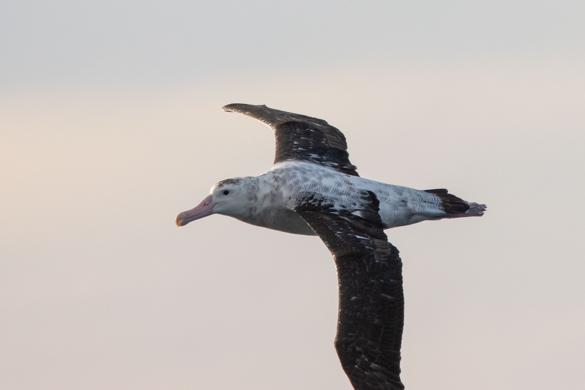 Antipodean Albatross (Gibson's) - Oscar Thomas