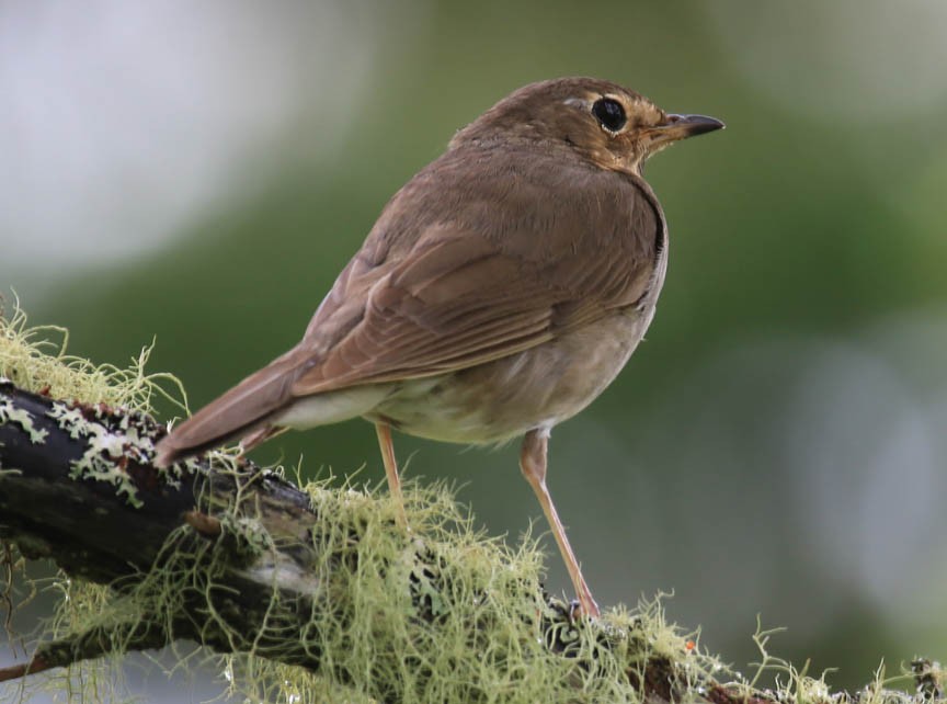 Swainson's Thrush - ML45787561