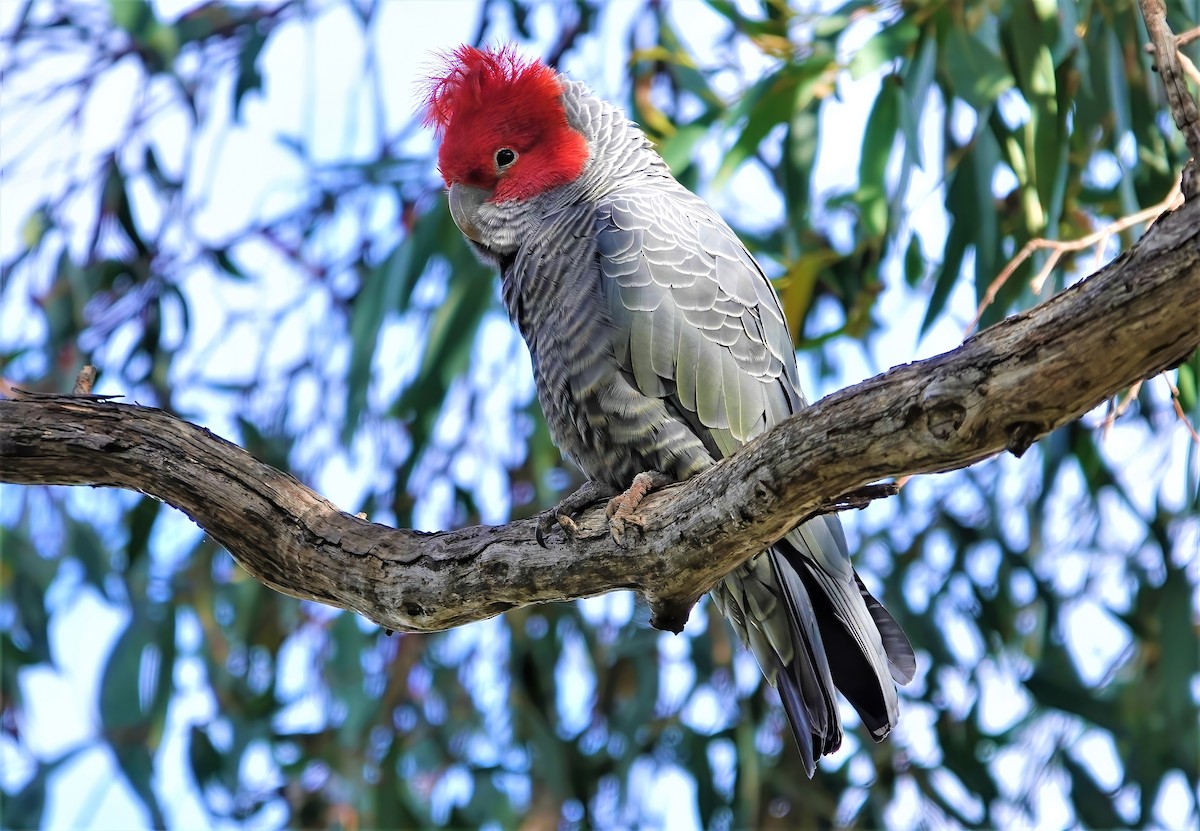 Cacatoès à tête rouge - ML457878871