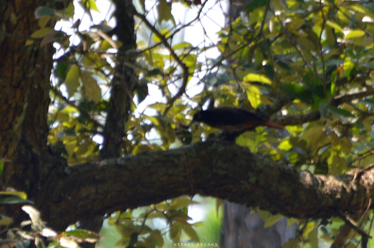 Maroon Oriole - Neenad Abhang