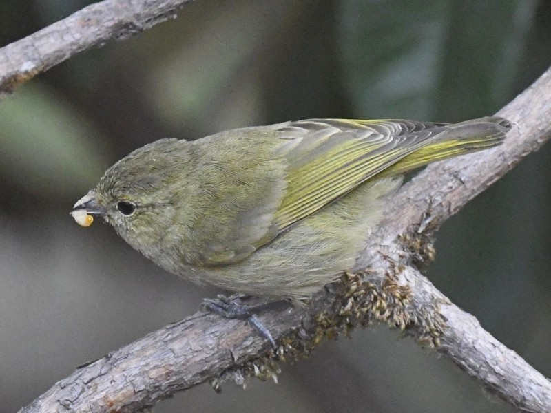 Yellow-browed Tit - ML457879531