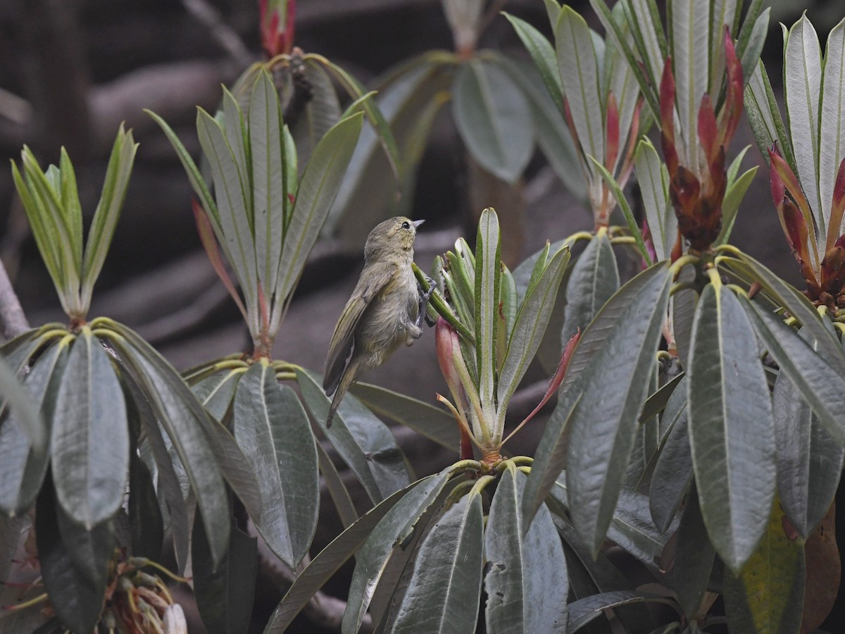 Yellow-browed Tit - Subhadra Devi