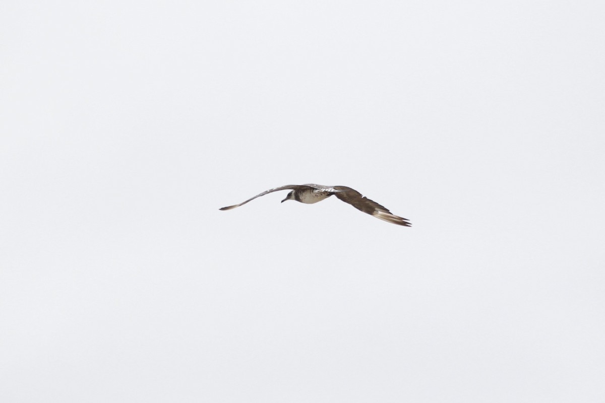 Parasitic Jaeger - ML45788031