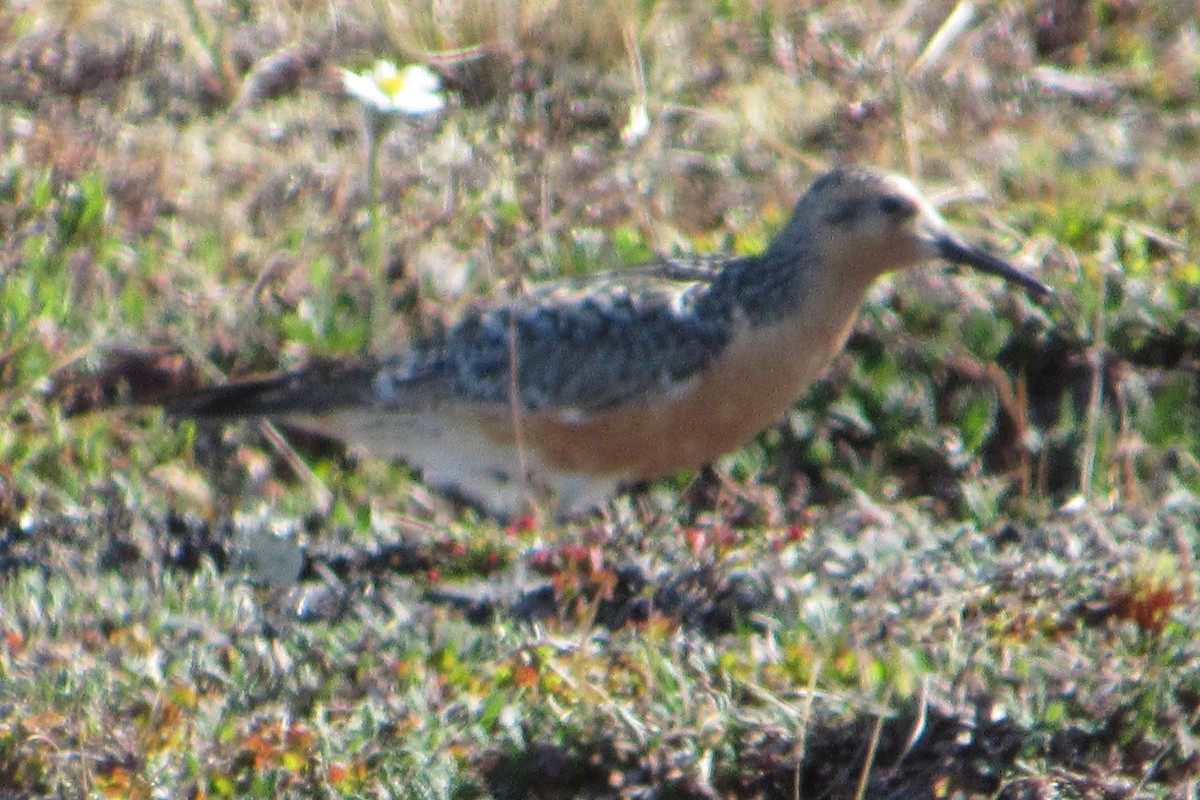 Red Knot - ML457881101