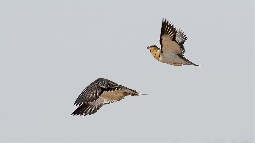 Pin-tailed Sandgrouse - ML457884441