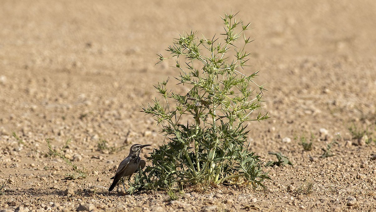 Greater Hoopoe-Lark - Sinan Yılmaz