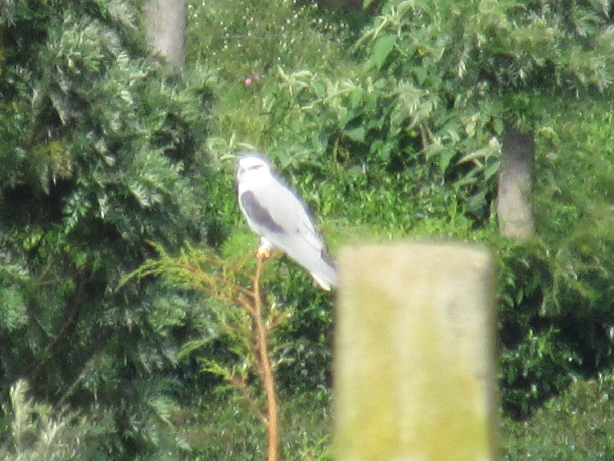 Black-winged Kite - ML457884721