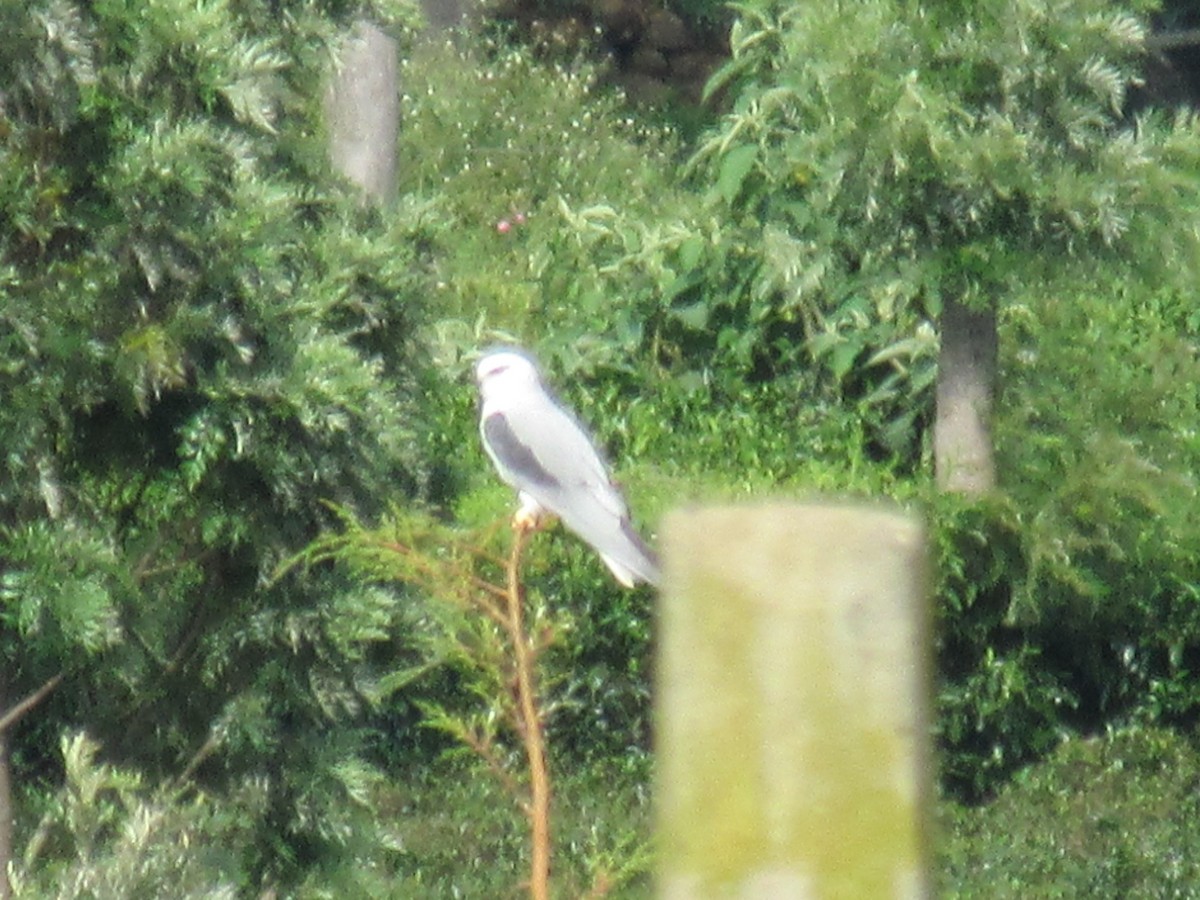 Black-winged Kite - ML457884731