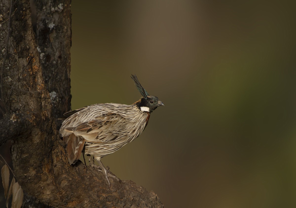 Koklass Pheasant - ML457886911