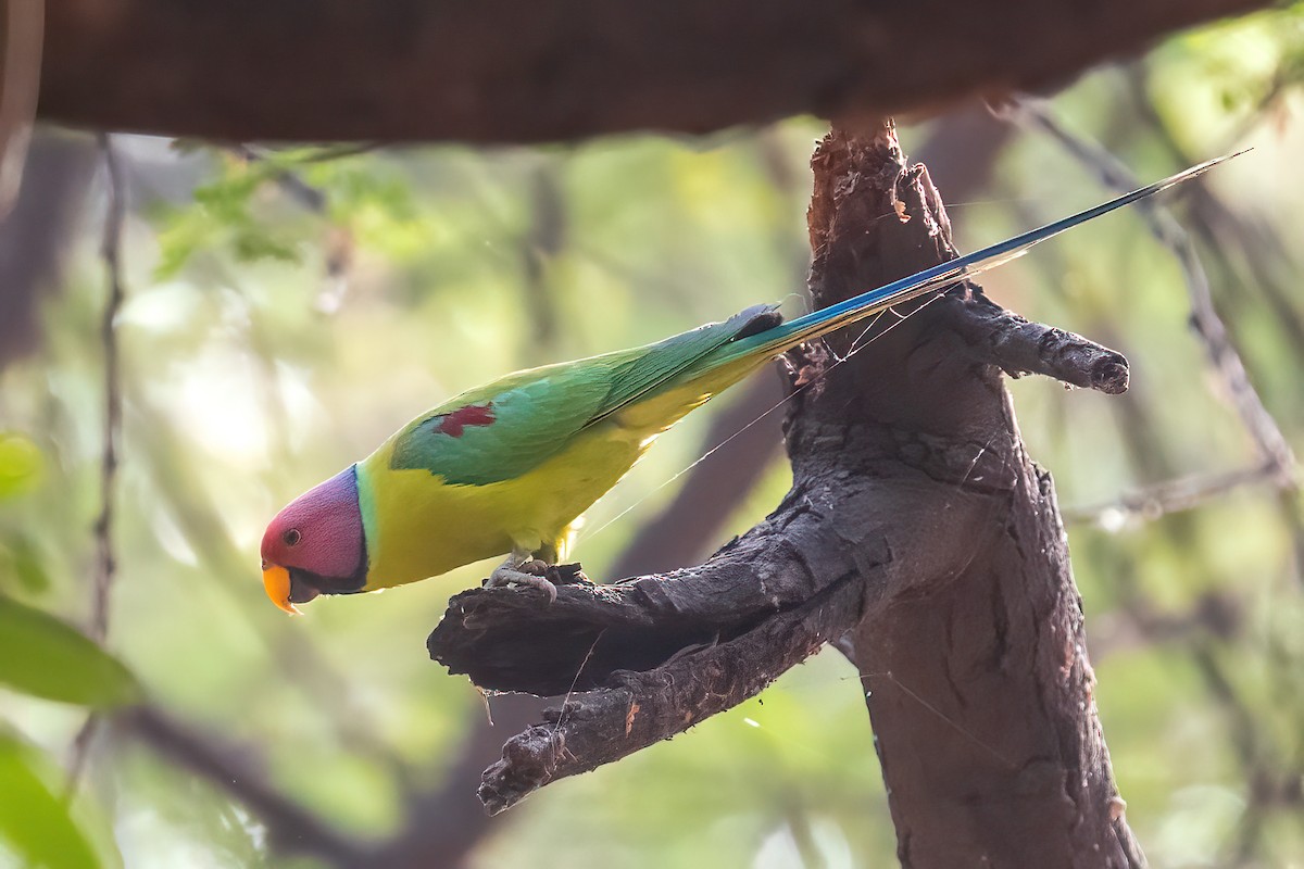 Plum-headed Parakeet - ML457888071