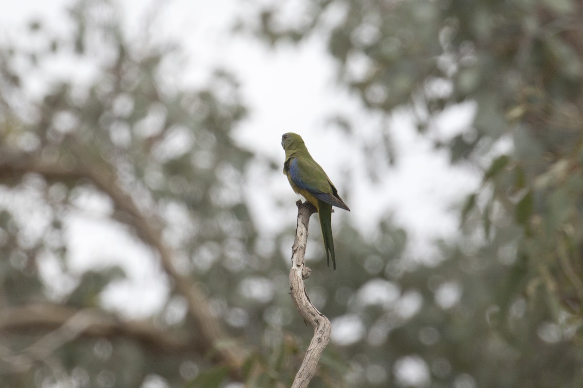Turquoise Parrot - ML457888571