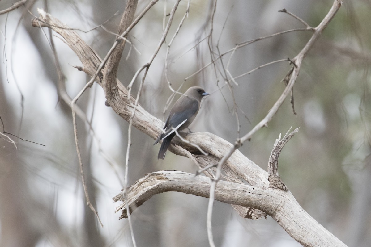 Dusky Woodswallow - John Cantwell