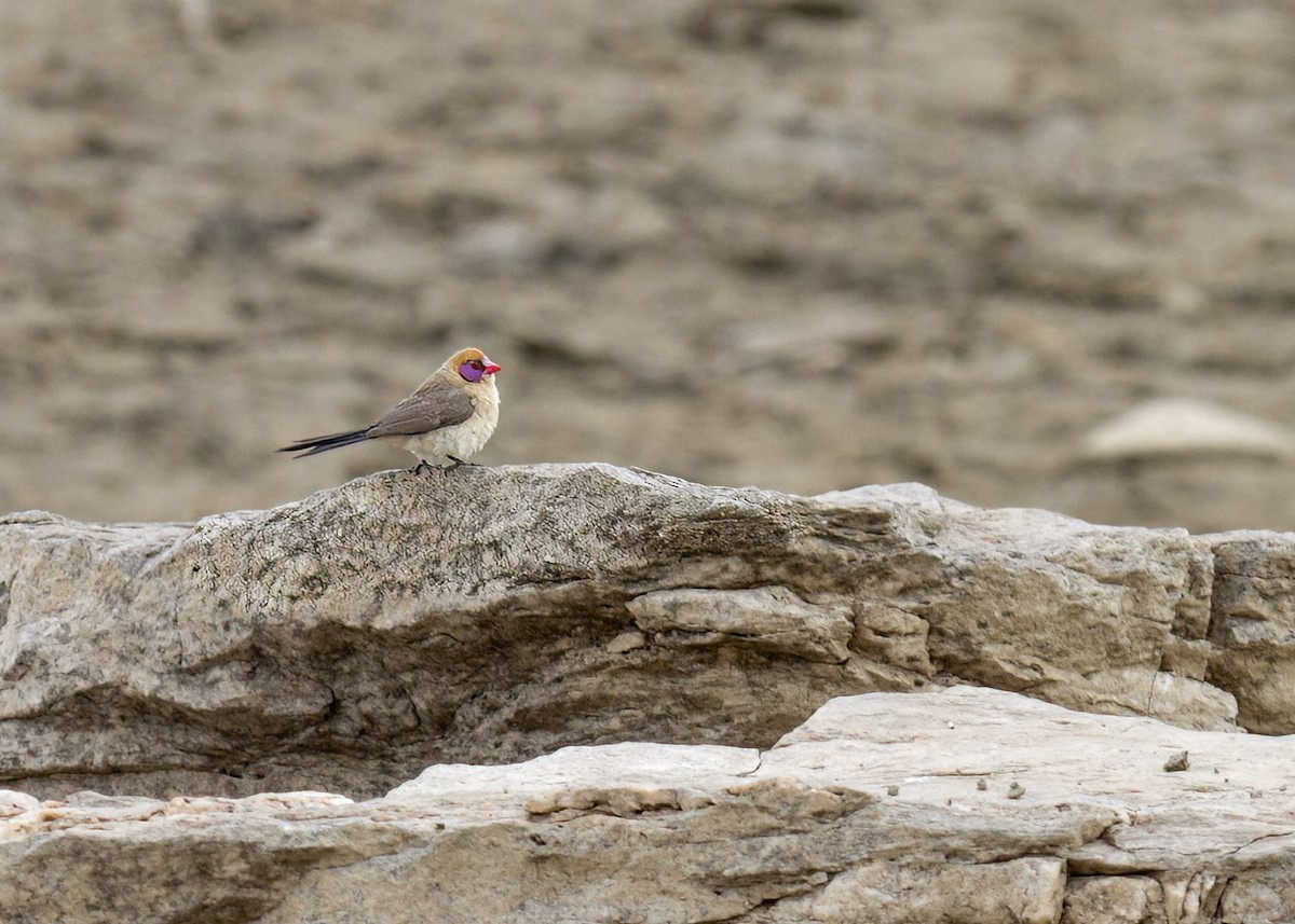 Violet-eared Waxbill - Bruce Ward-Smith