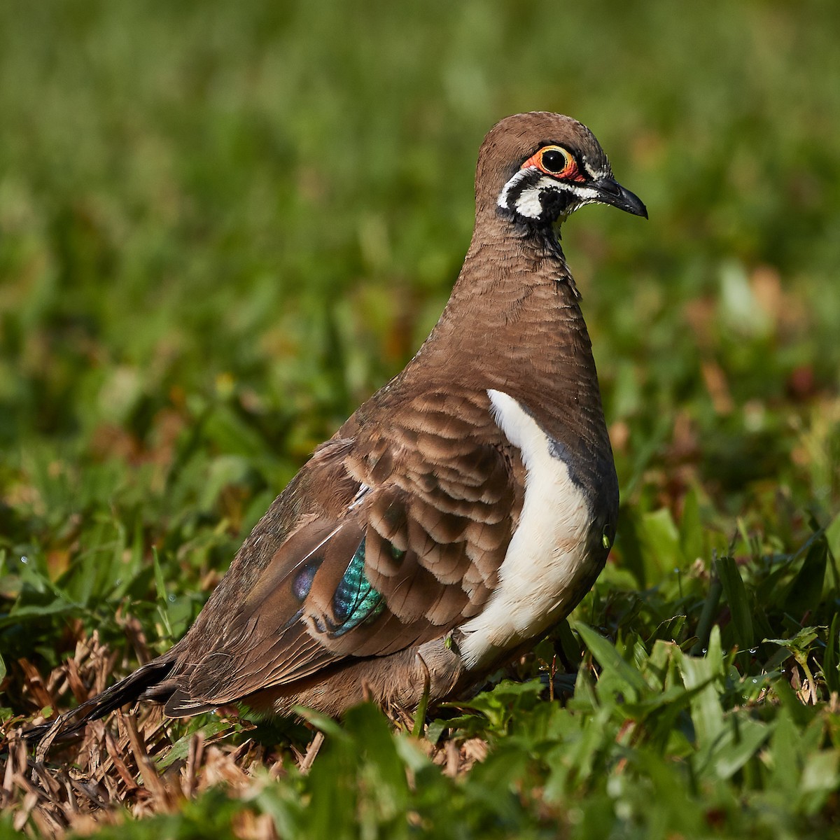 Squatter Pigeon - ML457890461