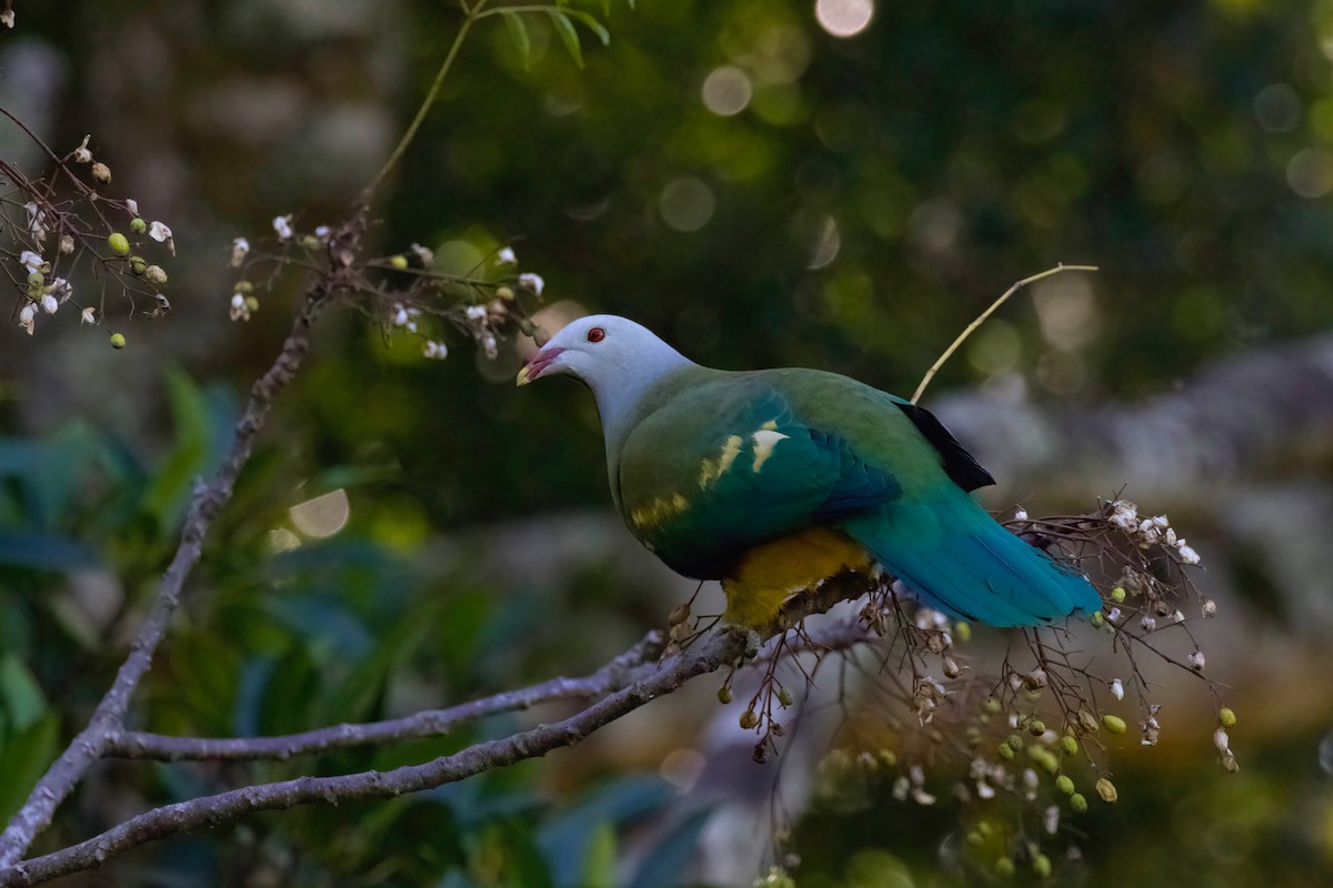 Wompoo Fruit-Dove - Dennis Devers